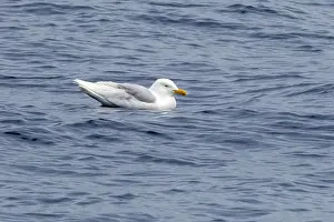 Glaucous Prints: Glaucous Gull, Larus hyperboreus hyperboreus