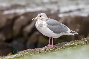 Images Dated 28th January 2012: Glaucous-winged Gull Larus glaucescens
