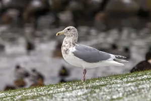 Images Dated 28th January 2012: Glaucous-winged Gull Larus glaucescens