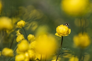 Buttercup Family Prints: Globeflower, Trollius europaeus