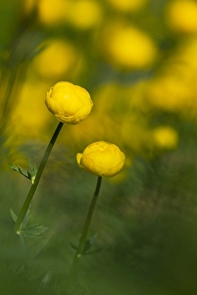 Buttercup Family Prints: Globeflower, Trollius europaeus