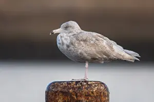 Glaucous Prints: Gloucous gull, Larus hyperboreus