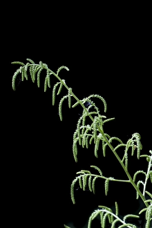 Dioicus Prints: Goatsbeard, Aruncus dioicus