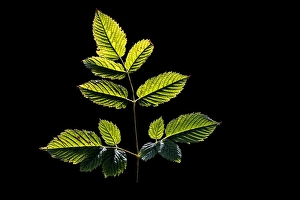 Dioicus Prints: Goatsbeard, Aruncus dioicus