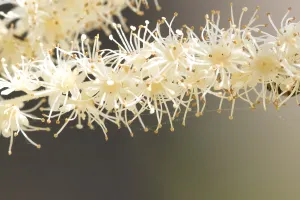 Dioicus Prints: Goatsbeard, Aruncus dioicus