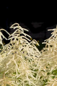 Feeling Prints: Goatsbeard, Aruncus dioicus