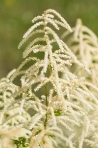 Images Dated 18th June 2019: Goatsbeard, Aruncus dioicus