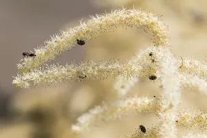 Images Dated 18th June 2019: Goatsbeard, Aruncus dioicus