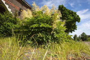 Spring Colours Prints: Goatsbeard, Aruncus dioicus