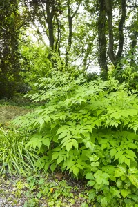 Stinsenflora Prints: Goatsbeard, Aruncus dioicus