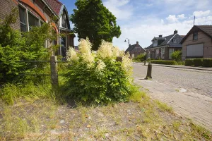 Stinsenflora Prints: Goatsbeard, Aruncus dioicus