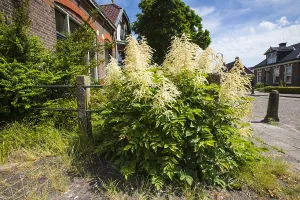 Stinsenflora Prints: Goatsbeard, Aruncus dioicus