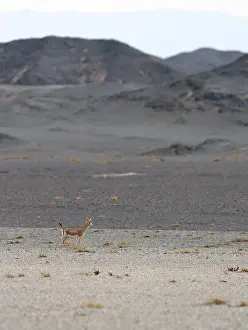 2014 Prints: Goitered Gazelle, Gazella subgutturosa