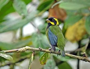 Images Dated 22nd February 2008: Gold-ringed Tanager, Bangsia aureocincta