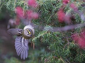 Images Dated 30th September 2021: Goldcrest, Regulus regulus