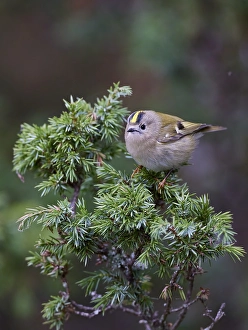 Images Dated 29th September 2021: Goldcrest, Regulus regulus