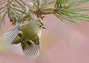 Images Dated 2nd October 2021: Goldcrest, Regulus regulus