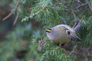 Images Dated 30th September 2021: Goldcrest, Regulus regulus