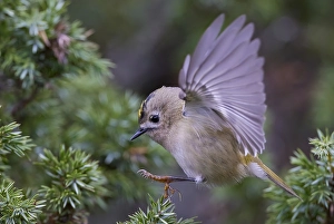 Images Dated 29th September 2021: Goldcrest, Regulus regulus