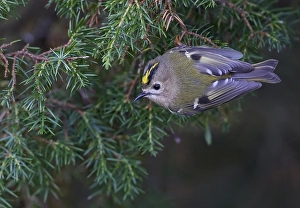 Images Dated 30th September 2021: Goldcrest, Regulus regulus