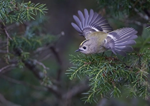 Images Dated 2nd October 2021: Goldcrest, Regulus regulus