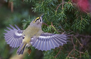 Images Dated 30th September 2021: Goldcrest, Regulus regulus