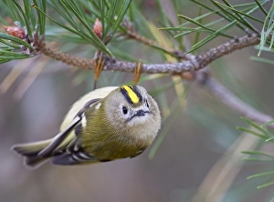 Images Dated 30th September 2021: Goldcrest, Regulus regulus
