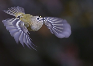 Images Dated 2nd October 2021: Goldcrest, Regulus regulus
