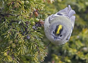Images Dated 26th April 2017: Goldcrest, Regulus regulus