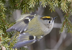 Images Dated 8th April 2018: Goldcrest, Regulus regulus