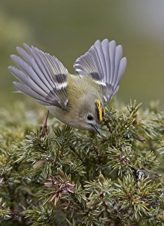 Images Dated 8th April 2018: Goldcrest, Regulus regulus