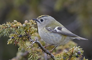 Images Dated 8th April 2018: Goldcrest, Regulus regulus