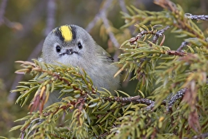 Images Dated 29th April 2017: Goldcrest, Regulus regulus
