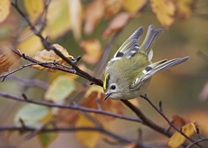 Images Dated 10th October 2015: Goldcrest, Regulus regulus