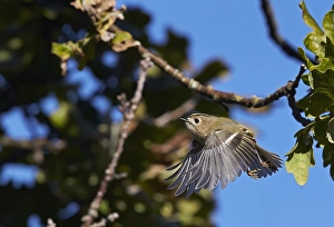 Images Dated 9th October 2015: Goldcrest, Regulus regulus