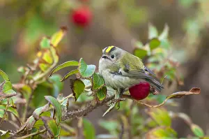 Images Dated 16th October 2004: Goldcrest, Regulus regulus