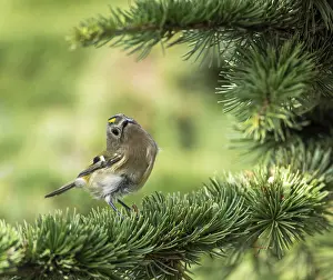 Images Dated 14th October 2017: Goldcrest, Regulus regulus