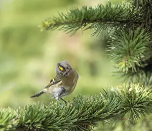 Images Dated 14th October 2017: Goldcrest, Regulus regulus
