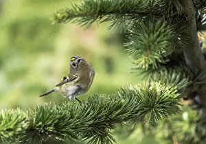 Images Dated 14th October 2017: Goldcrest, Regulus regulus