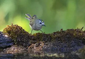 Images Dated 5th July 2017: Goldcrest, Regulus regulus