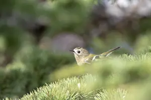 Images Dated 14th October 2017: Goldcrest, Regulus regulus