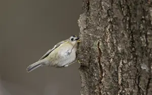Goldcrest Prints: Goldcrest, Regulus regulus