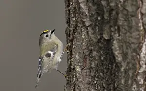 Goldcrest Prints: Goldcrest, Regulus regulus