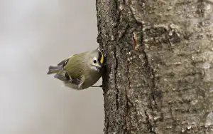 Goldcrest Prints: Goldcrest, Regulus regulus