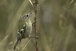 Images Dated 2nd October 2006: Goldcrest, Regulus regulus