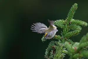 Take Off Prints: Goldcrest, Regulus regulus