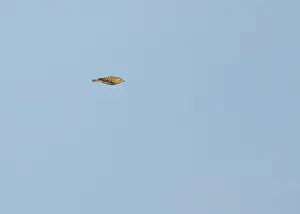 Images Dated 3rd October 2015: Goldcrest, Regulus regulus