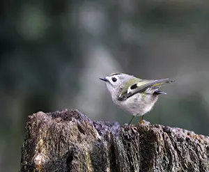 Goldcrest Prints: Goldcrest, Regulus regulus