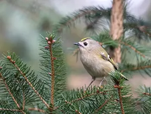 Goldcrest Prints: Goldcrest, Regulus regulus