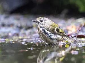Goldcrest Prints: Goldcrest, Regulus regulus